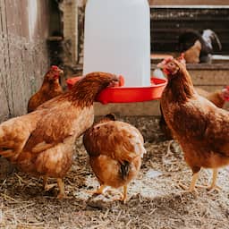 Eerste kippen waarvan eieren worden verkocht gevaccineerd tegen vogelgriep